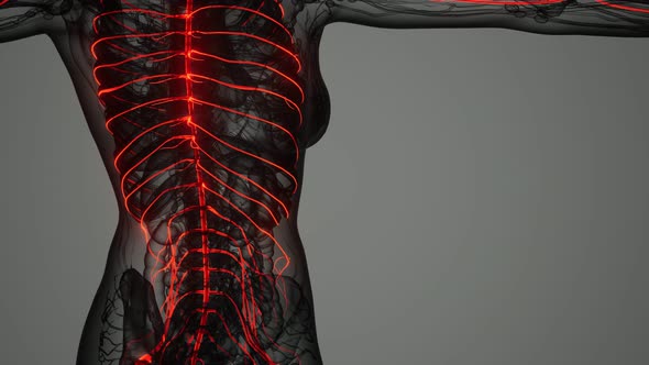 Brain and Nervous System of Human alt