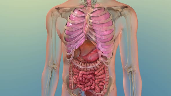 Human Internal Digestive Organ Liver Anatomy Animation Concept. 3D