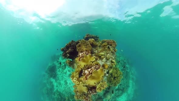 Coral Reef and Tropical Fish. Bohol, Philippines.