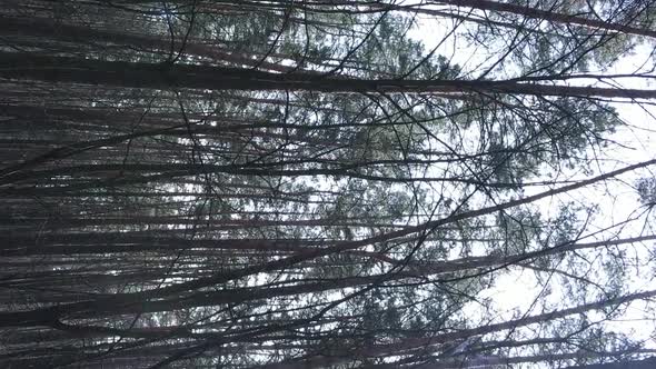 Vertical Video of Beautiful Forest Landscape