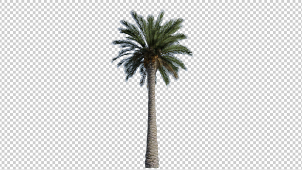 Palm Tree - 2 alt