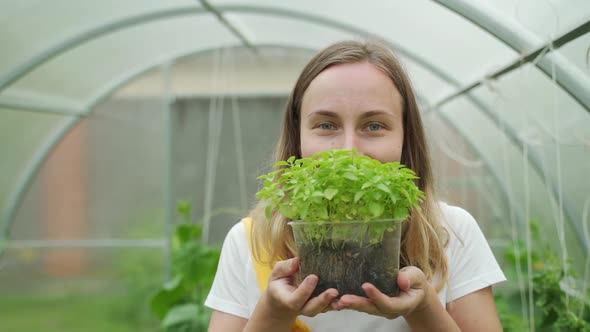 Woman Are Picking Vegetable in the Greenhouse, Garden of Planting Non-toxic Vegetables