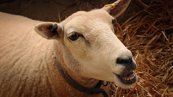 Sheep Chewing Hay In Barn Closeup