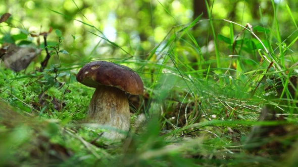 Forest Boletus Mushroom Or White Mushroom. In The Forest Delicacy.