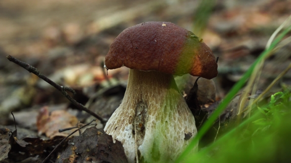 Forest Boletus Mushroom Or White Mushroom. In The Forest Delicacy.