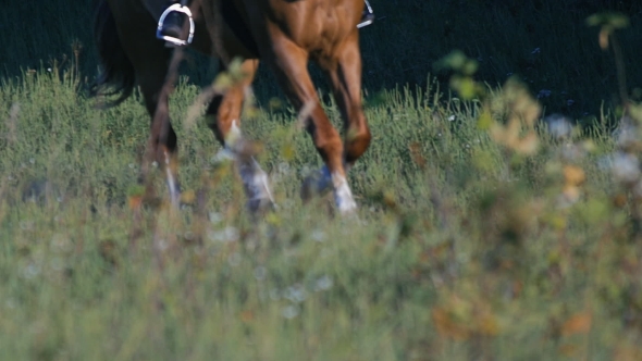 Legs Of Galloping Horse As It Approaches In .