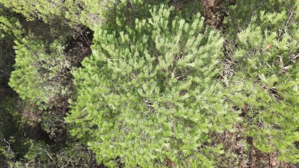 Forest Nature Background Aerial View