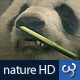 Nature HD | Panda Bear - VideoHive Item for Sale