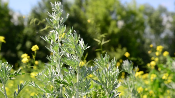 Wormwood in Meadow n Summer