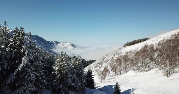 Snow Forest in the Mountains Above the Clouds