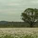 View Of Lonely Green Tree Standing In The Daffodils Meadow, Which Are Listed In Red Book. No People - VideoHive Item for Sale