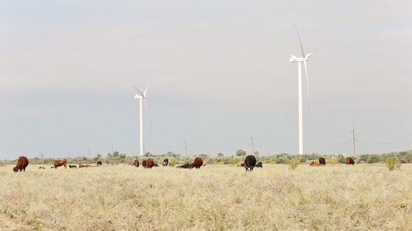 Cow Grazing Near Wind Farms