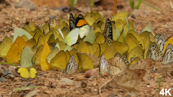 Butterflies