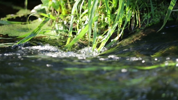 Grass Grows On The Banks Of The River.