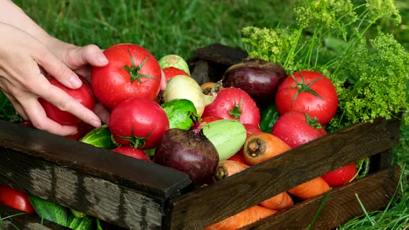 Fresh organic vegetables in drops of water.  Hands of farmer putting vegetables in a box