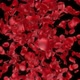 Fallign Red Rose Petals Transition - VideoHive Item for Sale