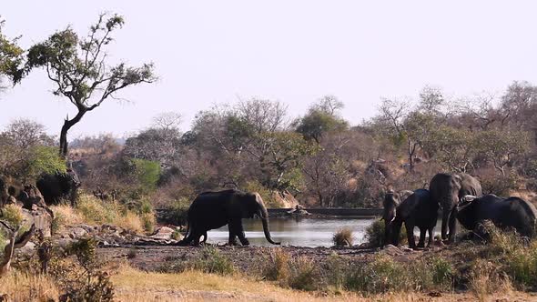 African bush elephant in Kruger National park, South Africa