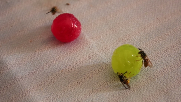 Wasps Are Sitting On Candies