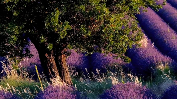 Lavender Field In Plateau Valensole