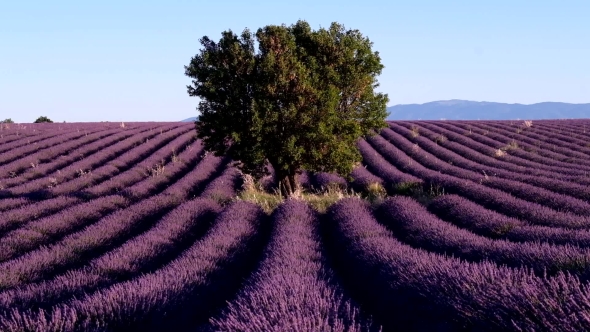 Lavender Field in Plateau Valensole