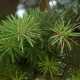 The Shoots Of Pine Tree - VideoHive Item for Sale