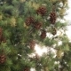 The Shoots Of Pine Tree - VideoHive Item for Sale