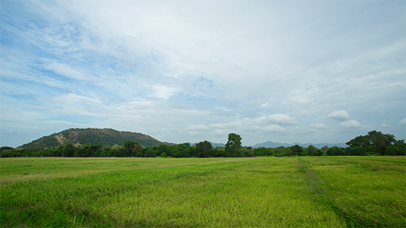 Rice Grass Paddy Field