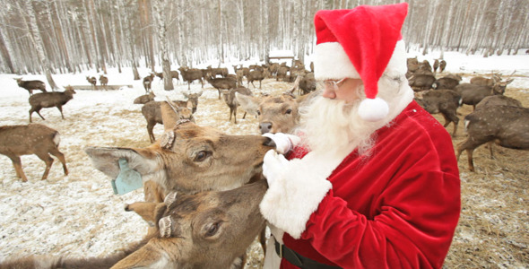 Deer All Around Santa