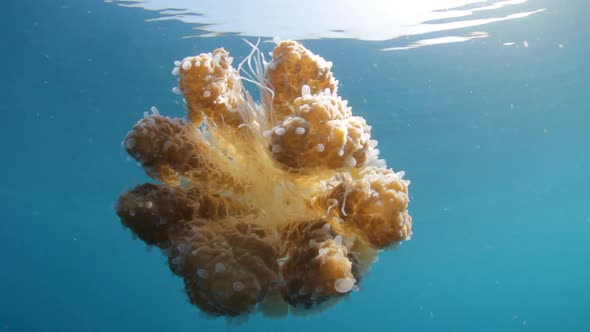 A large jellyfish floating about the ocean current with the morning sun rays shining down through it