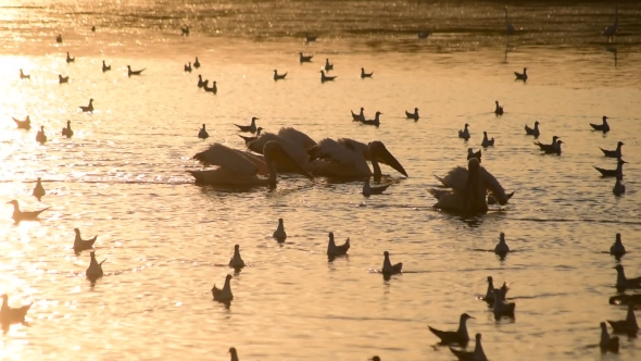 Pelicans Forage On Water At Dawn Surrounded By Seagulls