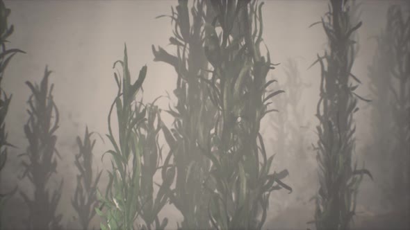 Underwater Grass Forest of Seaweed