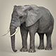 Realistic Asian Elephant - 3DOcean Item for Sale