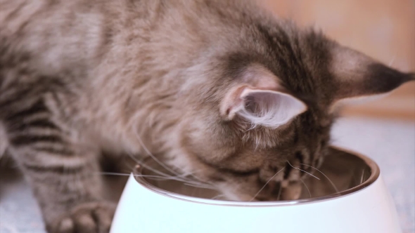 Maine Coon Cat Eating