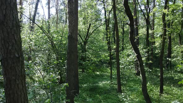 Beautiful Green Forest on a Summer Day Slow Motion