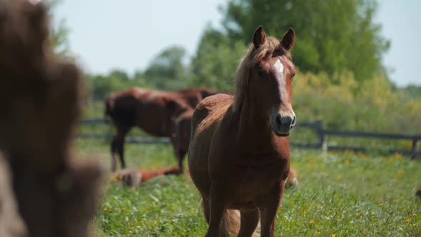 Chestnut Horse with White Mark on Forehead on Pastureland