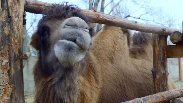  Bactrian Camel Head