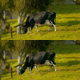 Cow Eating Grass - VideoHive Item for Sale