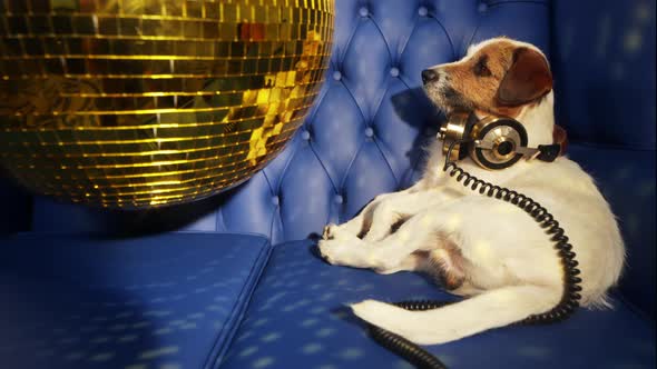 Dog Gold Disco