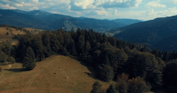 Mountain Forest And Meadow In Summer