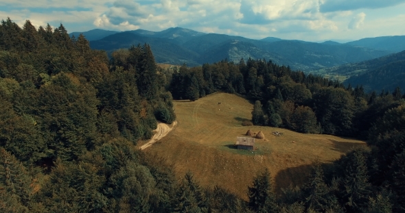 Rural Girl And a Cow On a Mountain Meadow