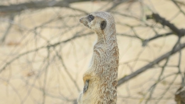 Meerkat Looking Out