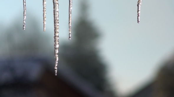 Icicle Hanging From The Roof. Dripping Icicles. 