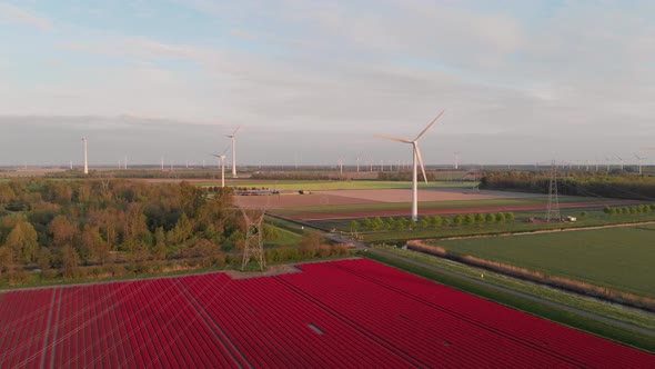 Wind Power Plant On Blooming Red Tulip Fields In Flevoland, Netherlands. aerial drone