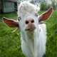 Goat Bleating