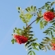Rowan Berries, Mountain Ash Tree With Ripe Berry - VideoHive Item for Sale