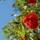 Rowan Berries, Mountain Ash Tree With Ripe Berry - VideoHive Item for Sale
