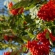 Rowan Berries, Mountain Ash Tree With Ripe Berry - VideoHive Item for Sale