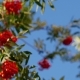 Rowan Berries, Mountain Ash Tree With Ripe Berry - VideoHive Item for Sale