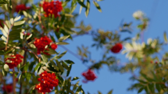 Rowan Berries, Mountain Ash Tree With Ripe Berry