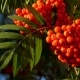 Rowan Berries, Mountain Ash Tree With Ripe Berry - VideoHive Item for Sale